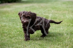 Cockerpoo