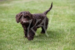 Cockerpoo