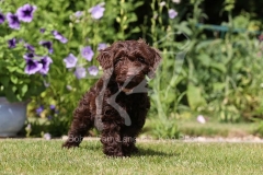 Cockerpoo