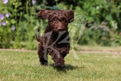 Cockerpoo