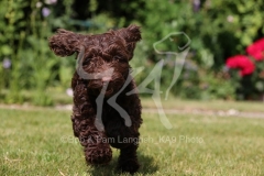 Cockerpoo