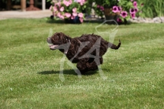 Cockerpoo