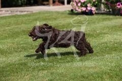 Cockerpoo