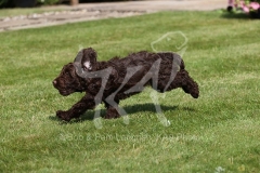 Cockerpoo