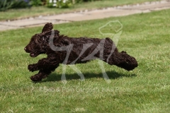 Cockerpoo