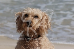 Cockerpoo