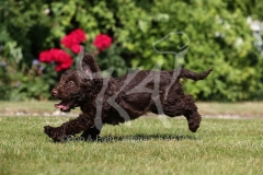 Cockerpoo
