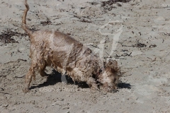 Cockerpoo