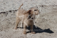 Cockerpoo