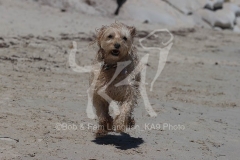Cockerpoo
