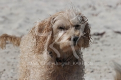 Cockerpoo