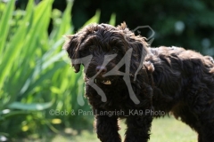Cockerpoo
