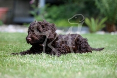 Cockerpoo