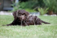 Cockerpoo