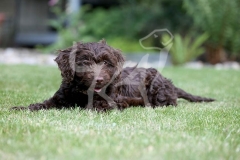 Cockerpoo