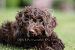 Cockerpoo