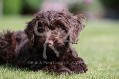 Cockerpoo