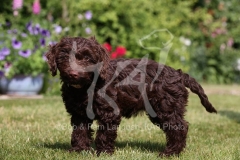Cockerpoo