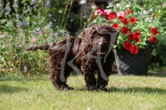 Cockerpoo