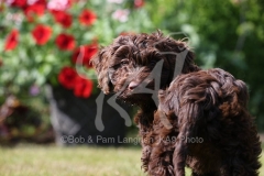Cockerpoo