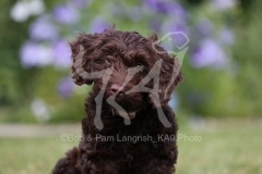 Cockerpoo