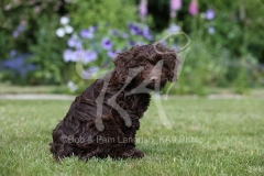 Cockerpoo