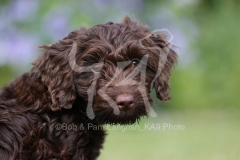 Cockerpoo