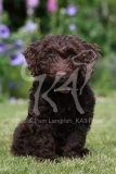 Cockerpoo