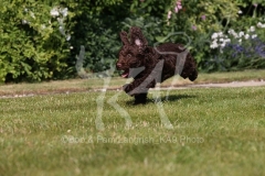 Cockerpoo