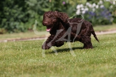 Cockerpoo