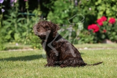 Cockerpoo