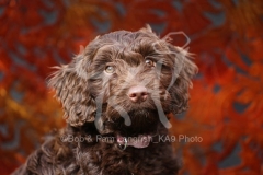 Cockerpoo