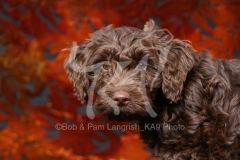 Cockerpoo