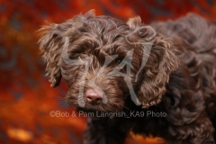 Cockerpoo