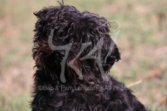 Cockerpoo