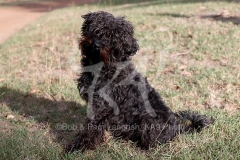 Cockerpoo