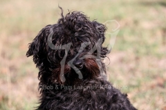 Cockerpoo