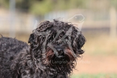 Cockerpoo