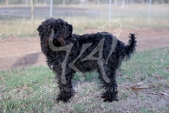 Cockerpoo