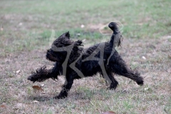 Cockerpoo