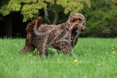 Cockerpoo