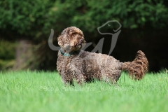 Cockerpoo