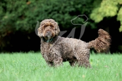 Cockerpoo