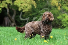 Cockerpoo