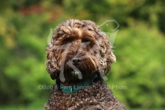 Cockerpoo