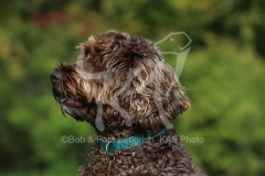Cockerpoo