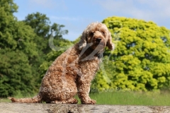 Cockerpoo