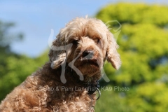 Cockerpoo