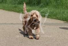 Cockerpoo