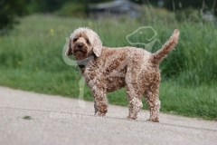 Cockerpoo